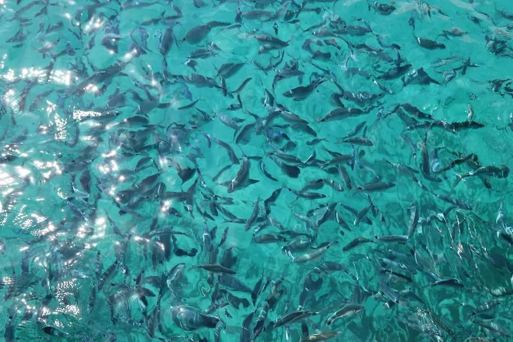 Ocean Flat Daire Cagliari